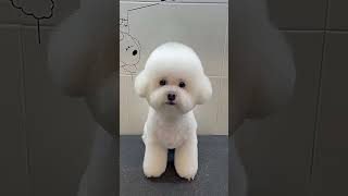 Hilarious \u0026 Adorable Bichon Frise Grooming Transformation! 😂🐶💜 #BichonFriseGrooming...