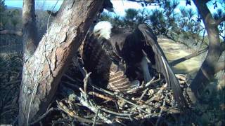 Bald Eagle Attacks Owl for trying to take over nest