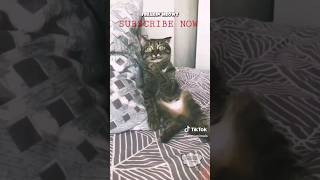 Best Cat Voiceover Part 4 🤣🤯 #cat #cats