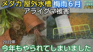 メダカ 屋外水槽 アライグマ被害 今年もやられてしまいました 2022年 対策①押さえる！