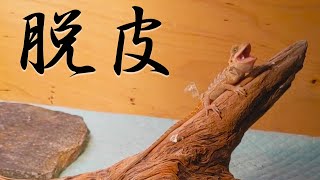 【貴重映像】フトアゴヒゲトカゲの脱皮を観察しよう✨😲 / Baby bearded dragon shedding