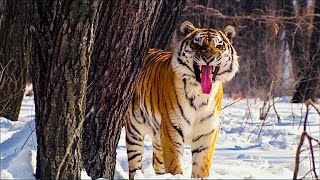 Russia: The Kingdom of Big Cats - Discover the Wild Mysteries of the Far East!