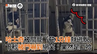 哈士奇被關籠花1分鐘就逃脫！下秒被門嚇到 露二哈本色｜寵物｜狗｜精選影片