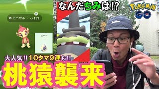 【ポケモンGO】雨のヒコザルデイ！10タマ9連！ガラルのマタドガス！【キラ交換】