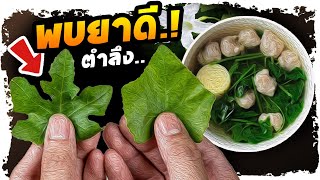 เสียดาย..!! กินตำลึงบ่อย แต่กลับไม่รู้ อาการแบบนี้แทบไม่ง้อยา | Nava DIY