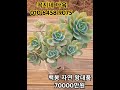 백봉 왕대픔 대품 대품다육이 다육이 명품다육 succulent 다육이대품