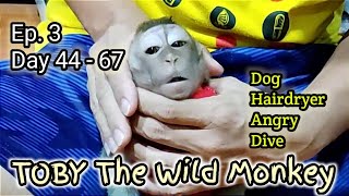 Ep.3 HOW TO TAME A BABY MONKEY DAY 44-67 WITH SUBTITLE