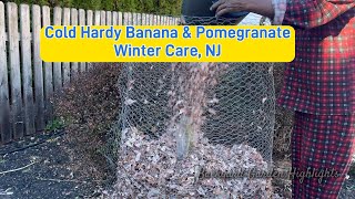 Winterize cold hardy fruit trees | NJ | Banana Tree | Pomegranate Tree | Winter care \u0026 Protection