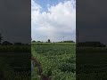 drone droneview shorts shetkari farmers shetkaribrandstatus youtubeshorts agriculture