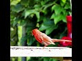 Male Northern Cardinal Quietly Chirping - #shorts