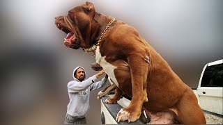 Biggest Dogs Ever Captured On Camera!