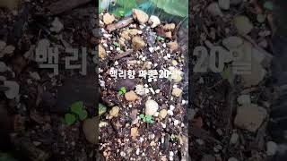 백리향 20일 아가들^^