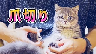 子猫が苦手な爪切りを頑張りました【ミヌエット】