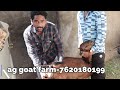 शेळीच तापमान कस चेक कराव व का तेtmpreture goat farming bakri paln sheli paln part 2