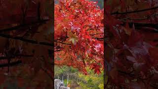 【癒し動画】熊本県菊池市  菊池溪谷  紅葉🍁  もみじ   #松山千春   #shorts