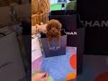 vely dog tiny poodle baby💕 poodle poodles puppyvideos dogvideos cutedog cute cutedogs