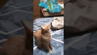 ニャン子🐈にとって、今のお気に入りはコレ💝 #猫動画 #かわいい #猫 #癒し #shorts #cute #猫の日常　#猫のいる生活 #猫好き #cat #catlover #ねこ癒やし