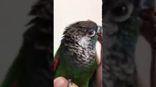 ウロコインコ：チビハルTwitter動画〜400