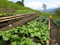 Características de la Agroecologia una Agricultura Más Sana - TvAgro por Juan Gonzalo Angel