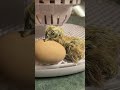 come celebrate freshly hatched chick’s life🥚🐣🐓 chicken chick silkiechicken mypetchicken