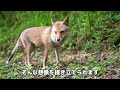 キツネ家族の危機 カラスの鳴き声と銃声に不安を駆り立てられる日