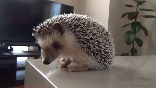 【クロエ】駆け寄ってくる甘えん坊ハリネズミ Spoiled hedgehog chloe