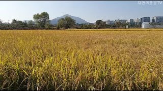 건너편 논 벼베기/Rice field cutting across the street.