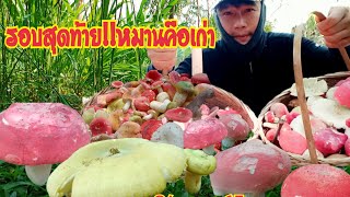 เก็บเห็ดรอบสุดท้ายของดงนี้..หมานคือเก่า!! #เห็ด #เห็ดก่อแดง #เห็ดไค #ฮอยดินถิ่นอีสาน..24เมษา