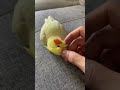 Massaging the cocktail 🦜 #trending #birds #cute #nature lovers