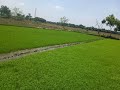 நெ_44 தமிழர் வேளாண்மை முறைப்படி நெல் நீல சம்பா thooyamalli rice seed selection gnanaprakasam