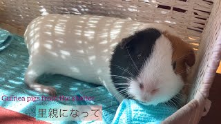 モルモットをシェルターから迎えて〜1〜 Guinea pigs from the shelter (part 1)