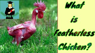 What is Featherless Chicken / சிறகு இல்லாத கோழி / General Knowledge