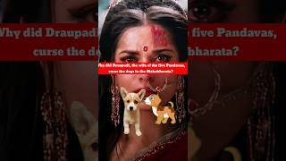 Why did Draupadi, the wife of the five Pandavas, curse the dogs in the Mahabharata?