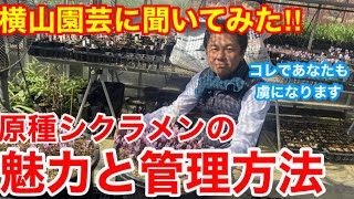 【クリスマスローズ】魅力と管理方法を徹底解説します‼︎クリスマスローズの育種家、生産者で有名なあの横山園芸に色々聞いてみた‼︎チカラコブVer221【カーメン君】【横山園芸】【ダイヤモンドリリー】