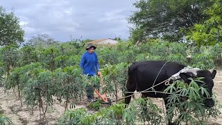 FÁBIO MOREIRA CULTIVANDO MACAXEIRA E CONTANDO HISTÓRIA COM ALEGRIA