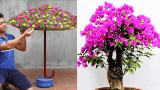 Bougainvillea Hack Cut Branches with Bananas for Stunning Flower Pots