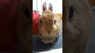 【うさぎカフェ】甘えモードな時は近づいてきます　#Shorts #うさぎカフェ #うさぎ #bunny