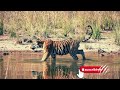 tigre o gato gigante 🐈🐯 ¡descúbrelo en este video 4k tigres gatos felinos