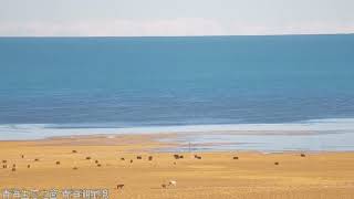 Qinghai Lake NOW!  冬日静美青海湖