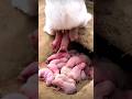 Yellow Rabbit Growth - Baby Animals 1 To 23 Days