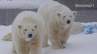 Polar Bearｓ in blizzard〜猛吹雪のホッキョクグマ