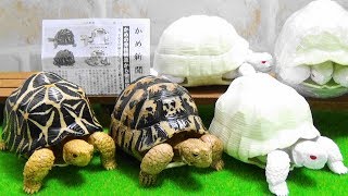 ガチャガチャ バンダイ ガシャポン かめ かめの骨格構造を再現! Capsule Toy BANDAI GASHAPON KAME(Turtle)　紹介