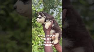 Husky puppies Available. For Booking contact 9787902066