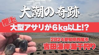 2024年 極上の大型アサリが6kg以上も簡単にとれた！！【 愛知県西尾市吉田海岸潮干狩り 】