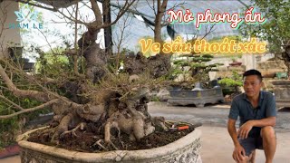 Namle bonsai | Tạo tác lại cây giúp bạn trẻ Trường sinh viên