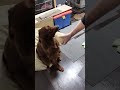 なぞの実 ペット dog 犬のいる暮らし 大型犬 irish irishsetter アイリッシュセッター