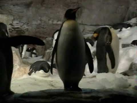 Penguins Youtube