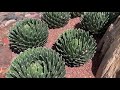 beautiful desert landscaping 2019