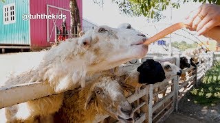 ทีเซอร์ เที่ยวฟาร์มแกะ นครนายก ณ  khonyok sheep farm | amazing ไทยเท่ | เต๋อพาเที่ยว