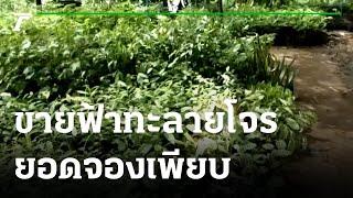 คุณชนะอยากเล่า : วัดดังเพาะพันธุ์ฟ้าทะลายโจรขาย ออร์เดอร์จองนับหมื่นต้น | 17-08-64 | ตะลอนข่าว